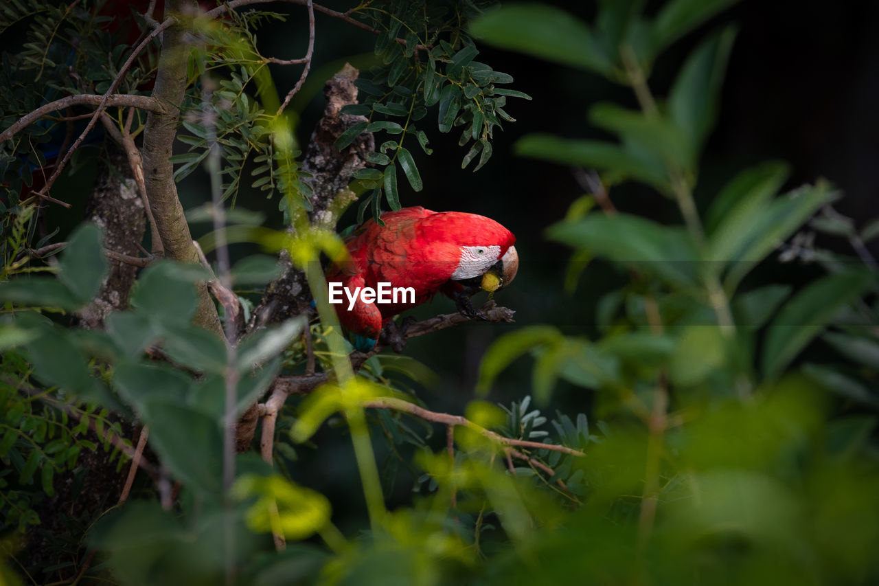 close-up of parrot perching on tree