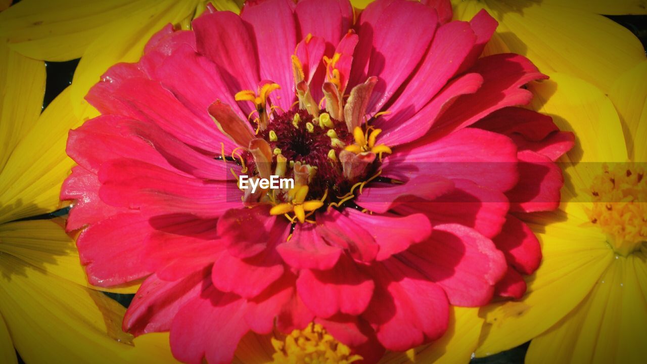 CLOSE-UP OF GERBERA DAISY BLOOMING OUTDOORS