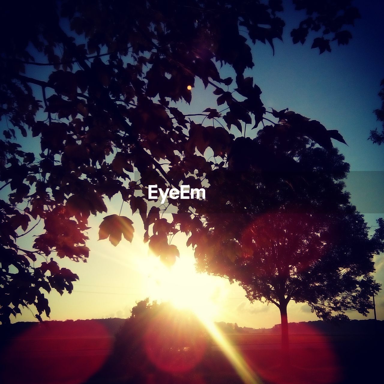 SILHOUETTE TREE AGAINST SKY AT SUNSET