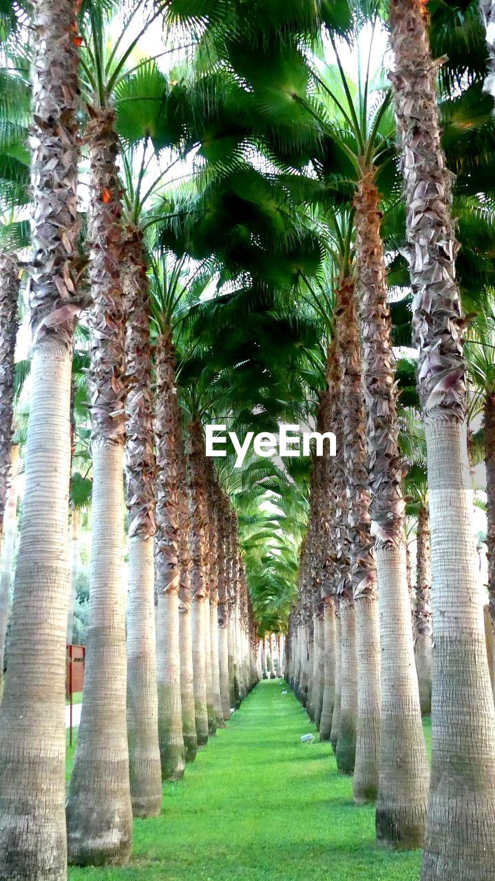 Digital composite image of palm trees in park