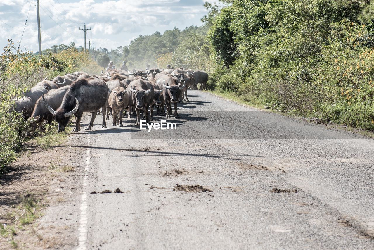 Water buffalo herd on road