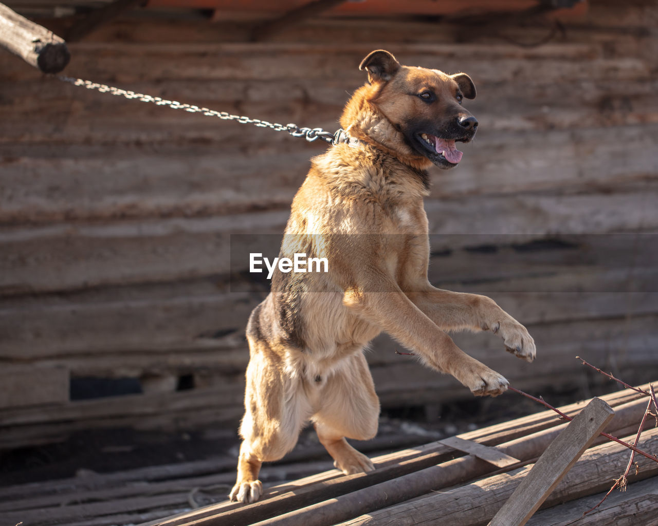 Dog looking away on wood