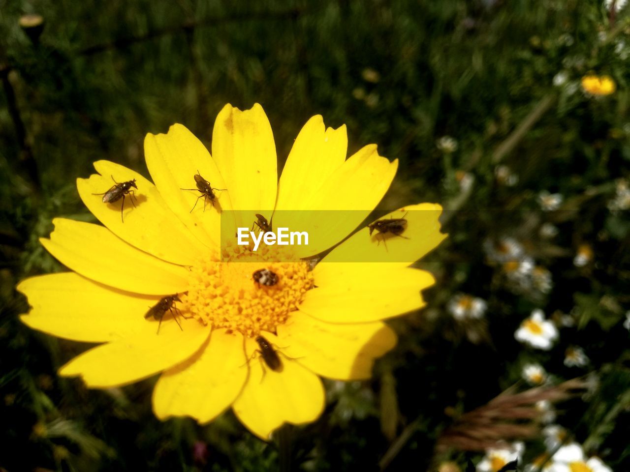 CLOSE-UP OF YELLOW FLOWER AGAINST PLANTS