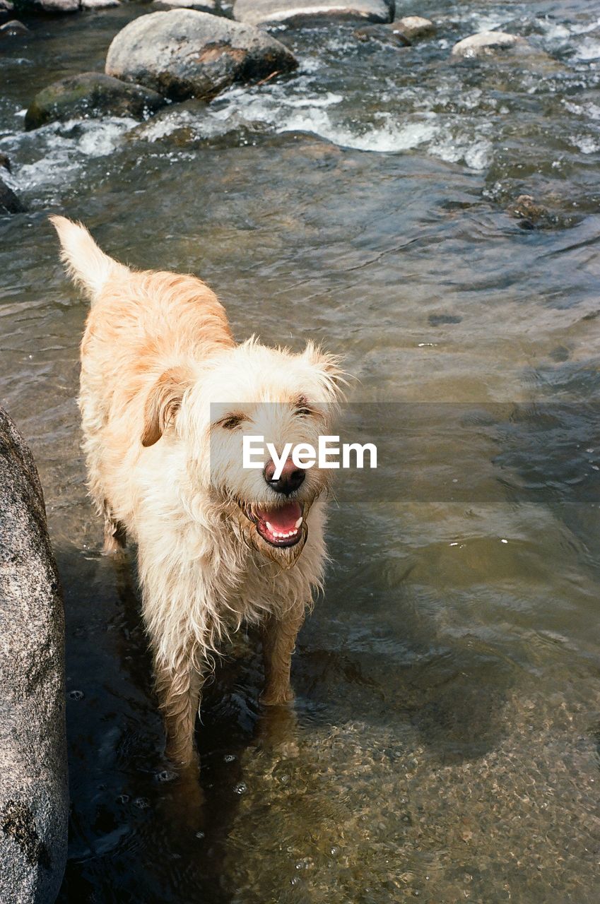 HIGH ANGLE VIEW OF DOG STANDING ON ROCK