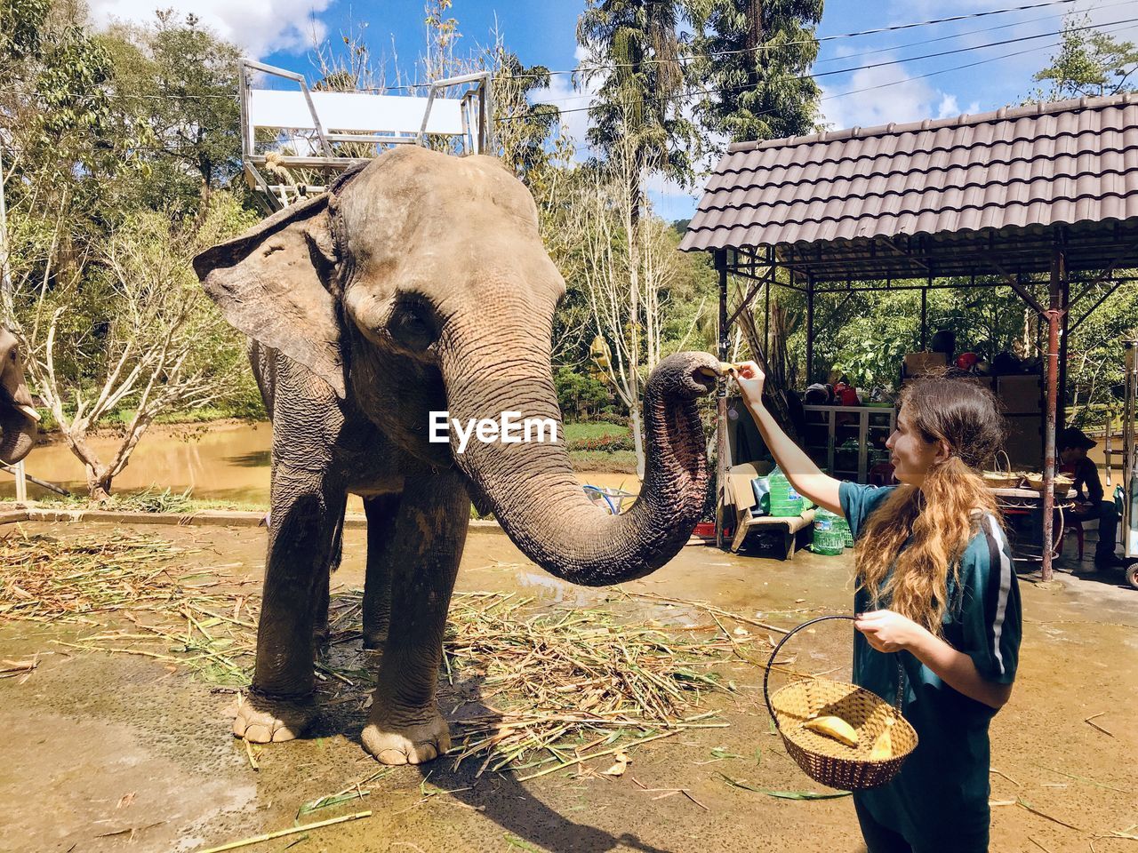 Full length of man standing by elephant