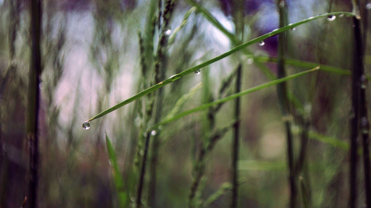 CLOSE-UP OF WET PLANT