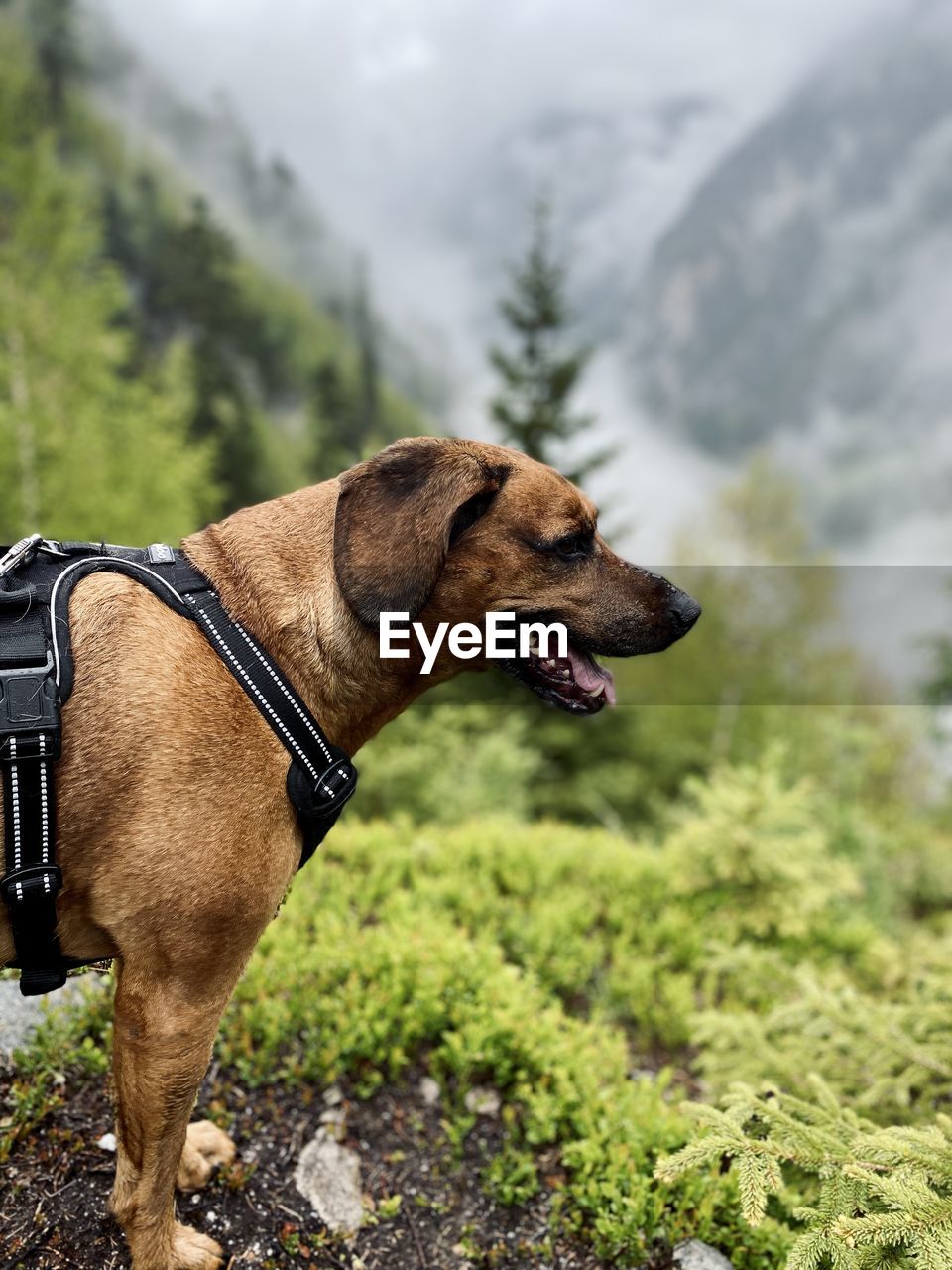 Close-up of a dog looking away