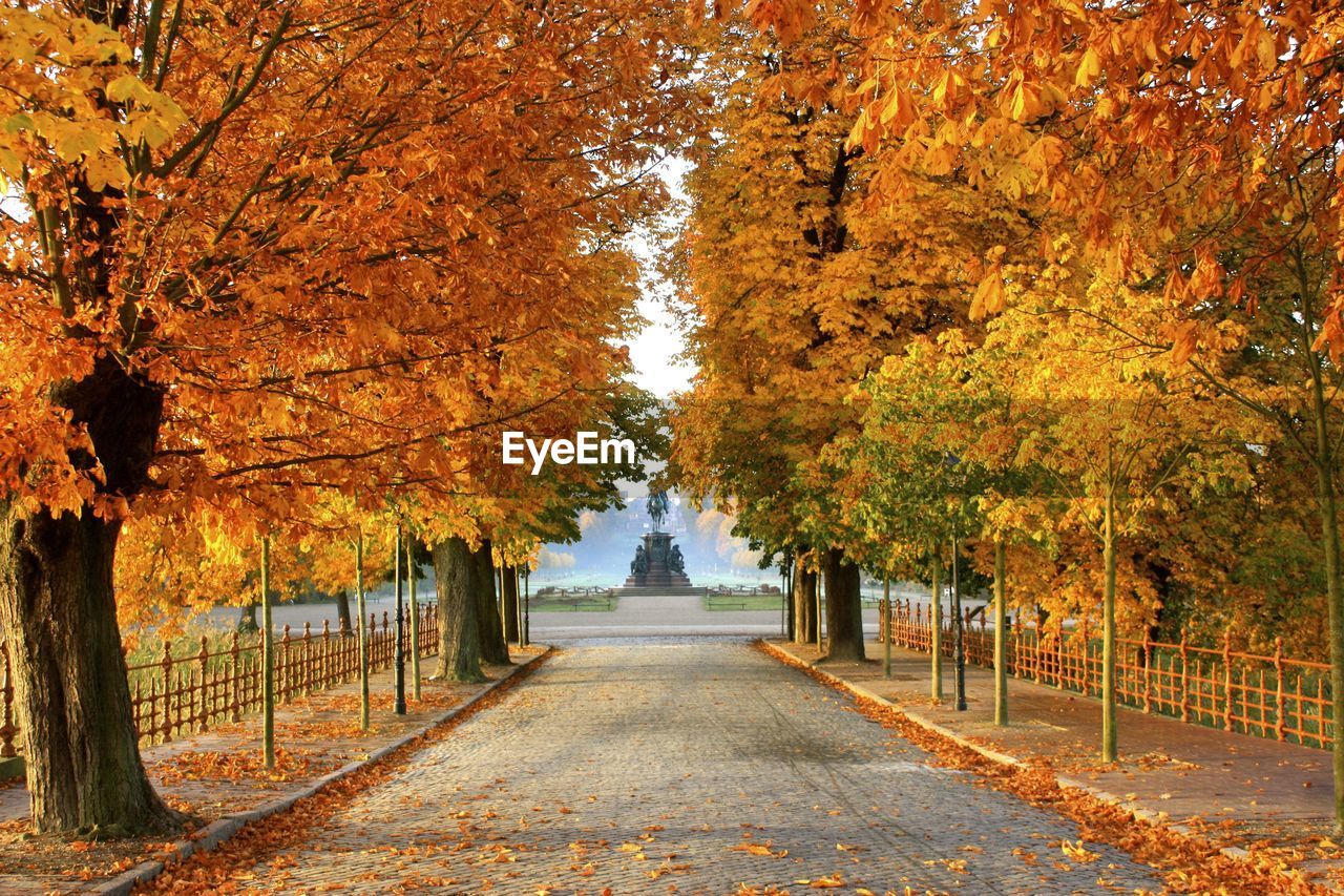 Pathway along autumnal trees