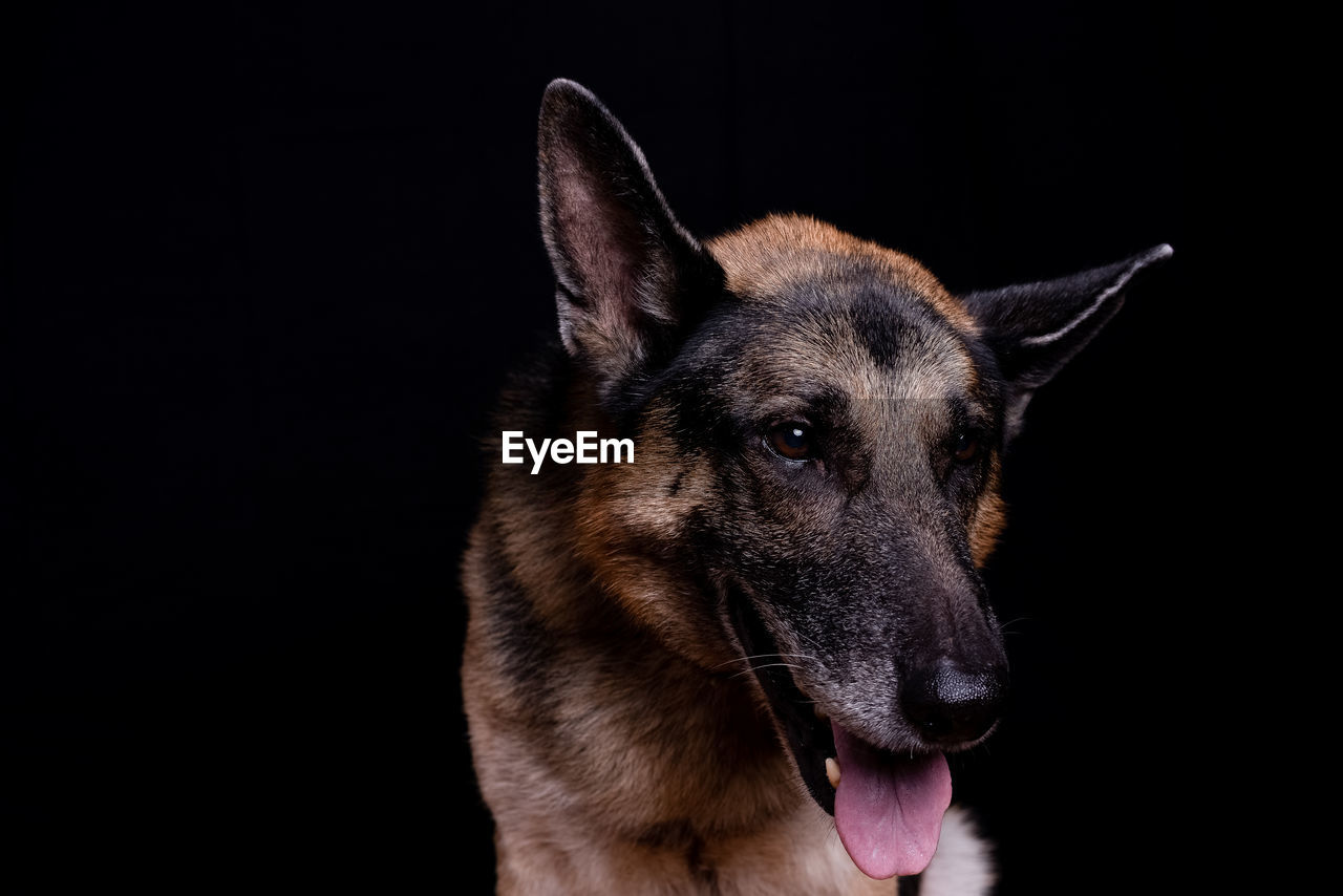 Close-up of a dog over black background