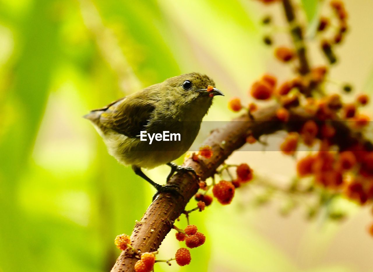 CLOSE-UP OF A BIRD PERCHING ON PLANT