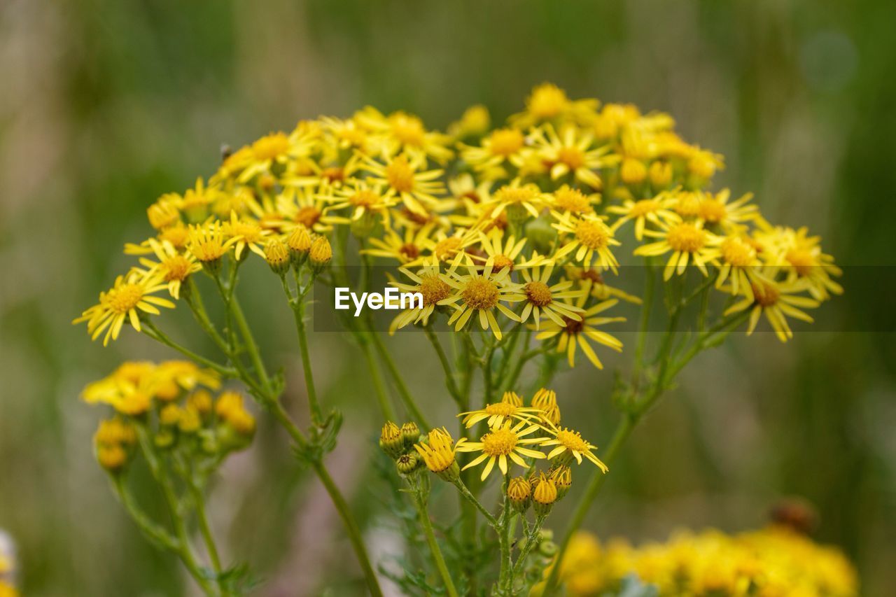 Yellow flowers in park