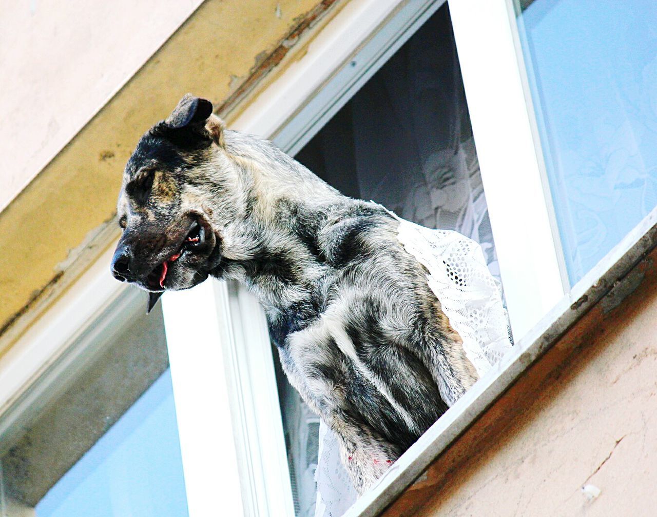 Low angle view of dog looking through window