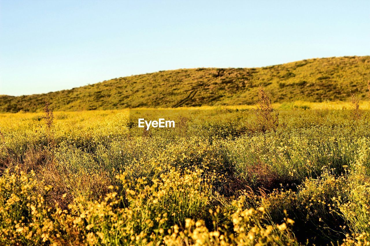 Scenic view of yellow flower field and mountains against clear sky