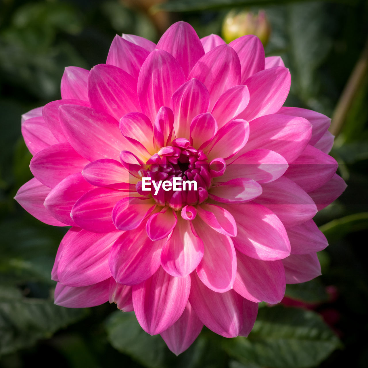 Close-up of pink dahlia