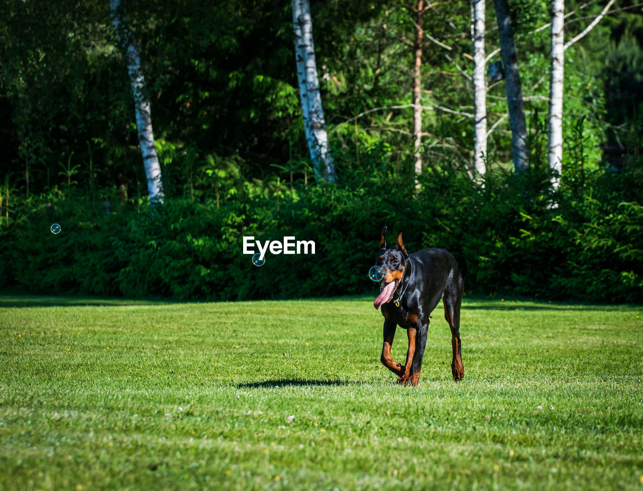 Dog running on field