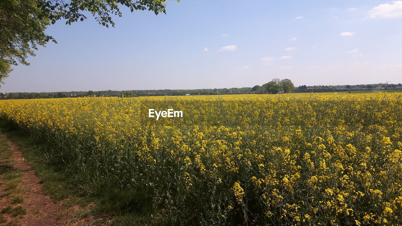 SCENIC VIEW OF FIELD AGAINST YELLOW SKY