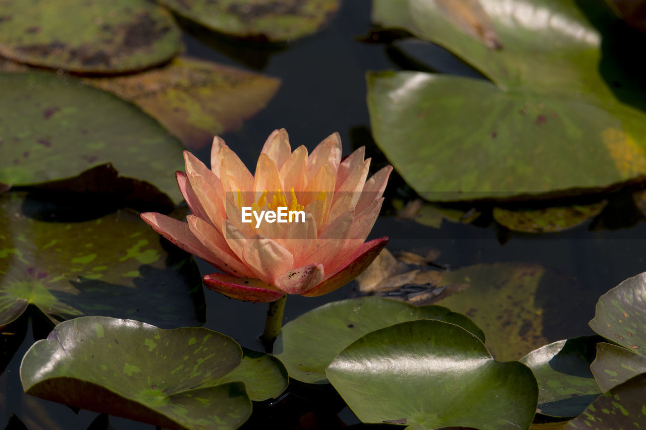 CLOSE-UP OF LOTUS WATER LILY