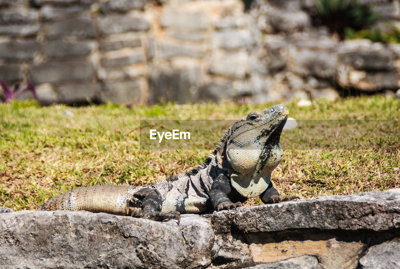 LIZARD ON A WALL