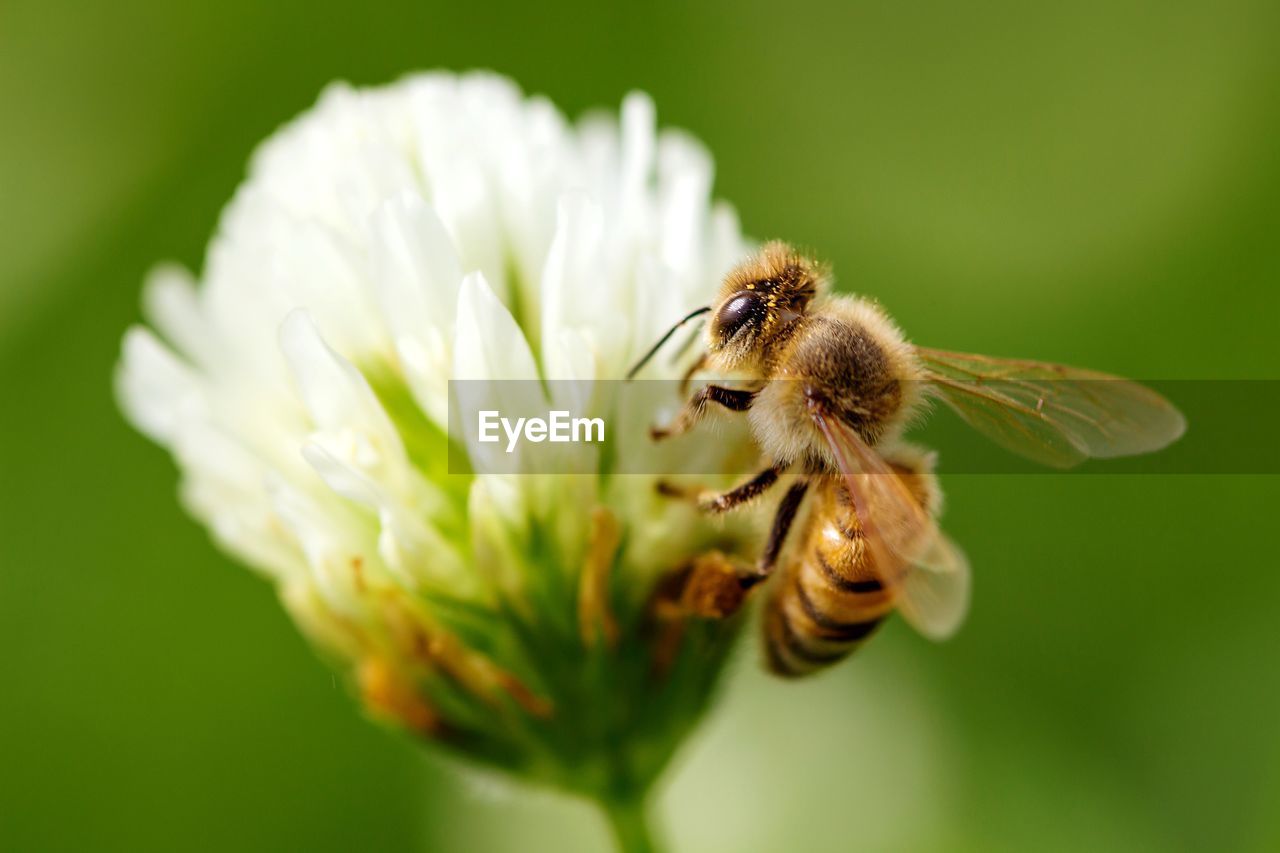 CLOSE-UP OF HONEY BEE ON FLOWER