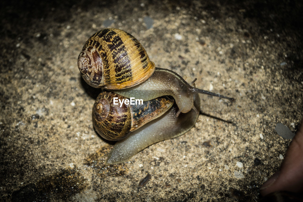 High angle view of snail