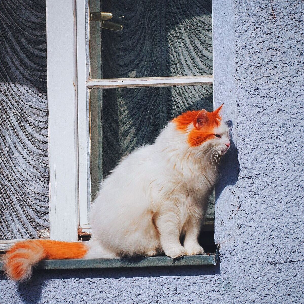 Cat sitting on window sill during sunny day