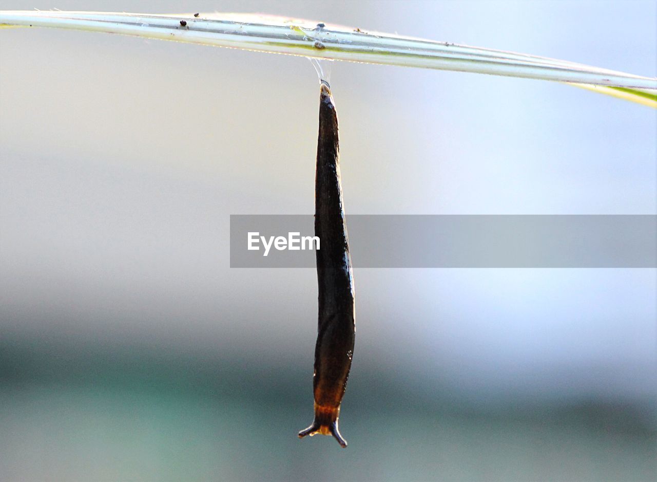 Upside down image of slug hanging on plant