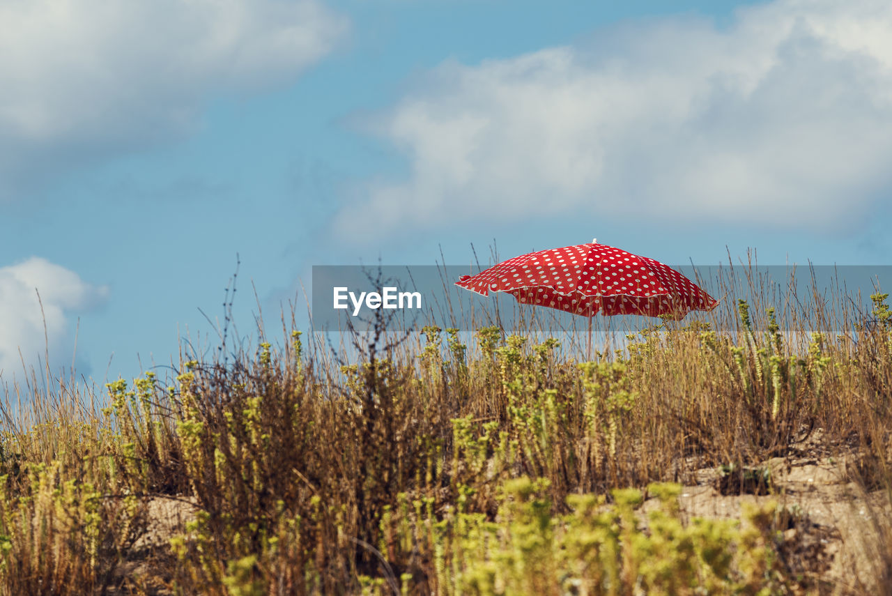 One red parasol with white dots in a green and dry grass on a sand beach selective focus