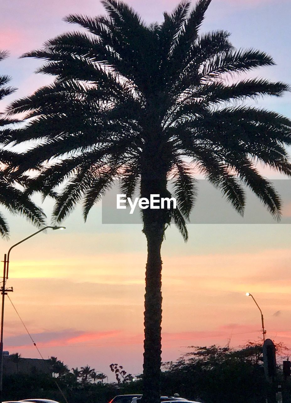 SILHOUETTE PALM TREES AGAINST SKY AT SUNSET