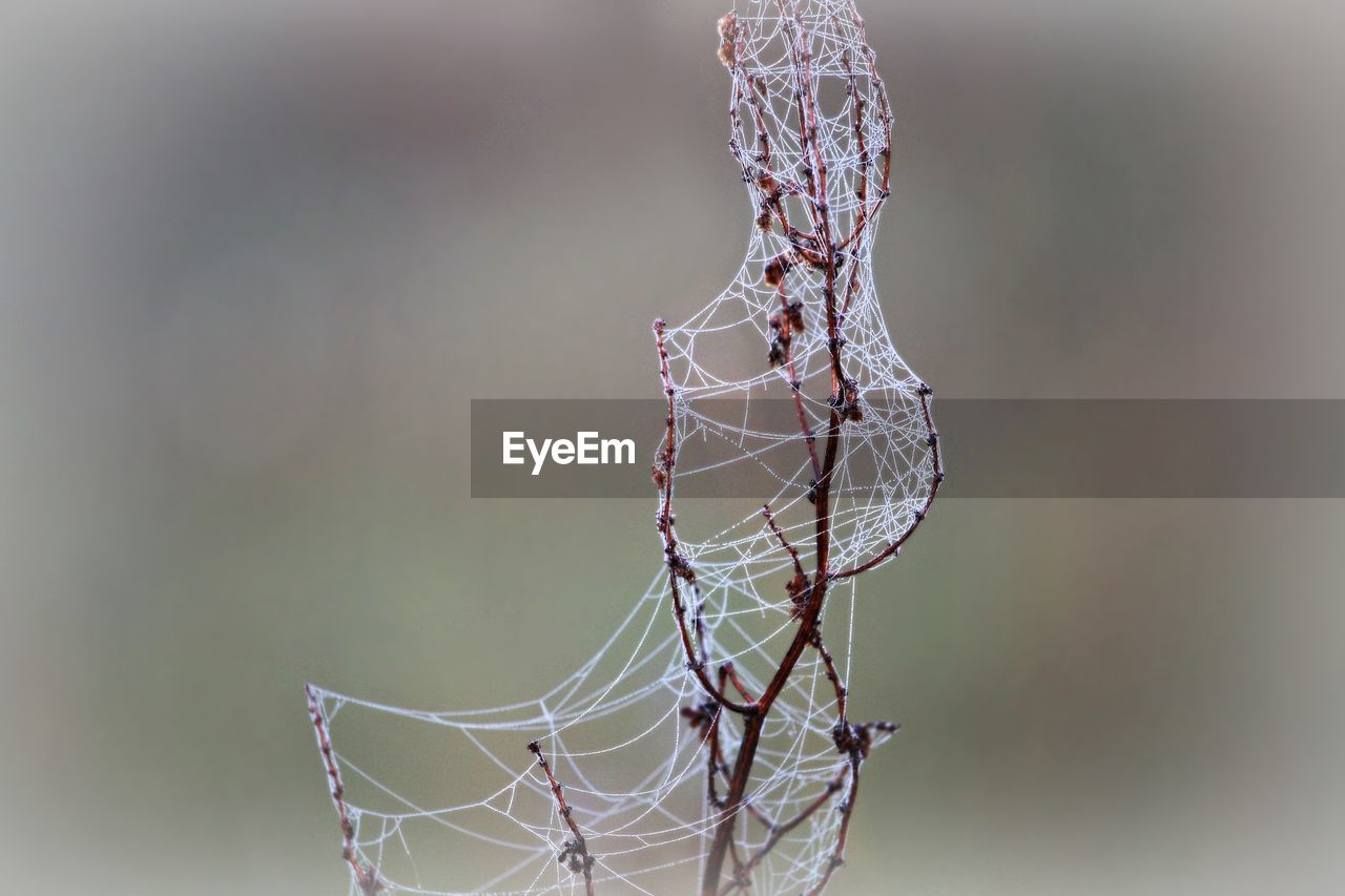 CLOSE-UP OF DRY PLANT WITH SPIDER WEB