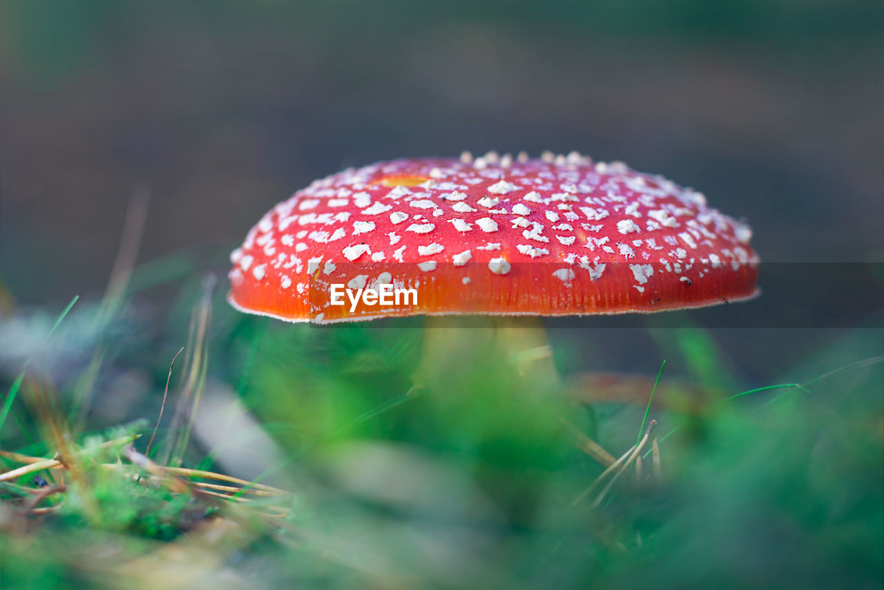 fungus, mushroom, nature, vegetable, plant, macro photography, close-up, food, red, fly agaric mushroom, growth, land, agaric, no people, spotted, flower, forest, leaf, selective focus, poisonous, beauty in nature, green, outdoors, autumn, grass, day, toadstool, freshness, fragility, focus on foreground, food and drink
