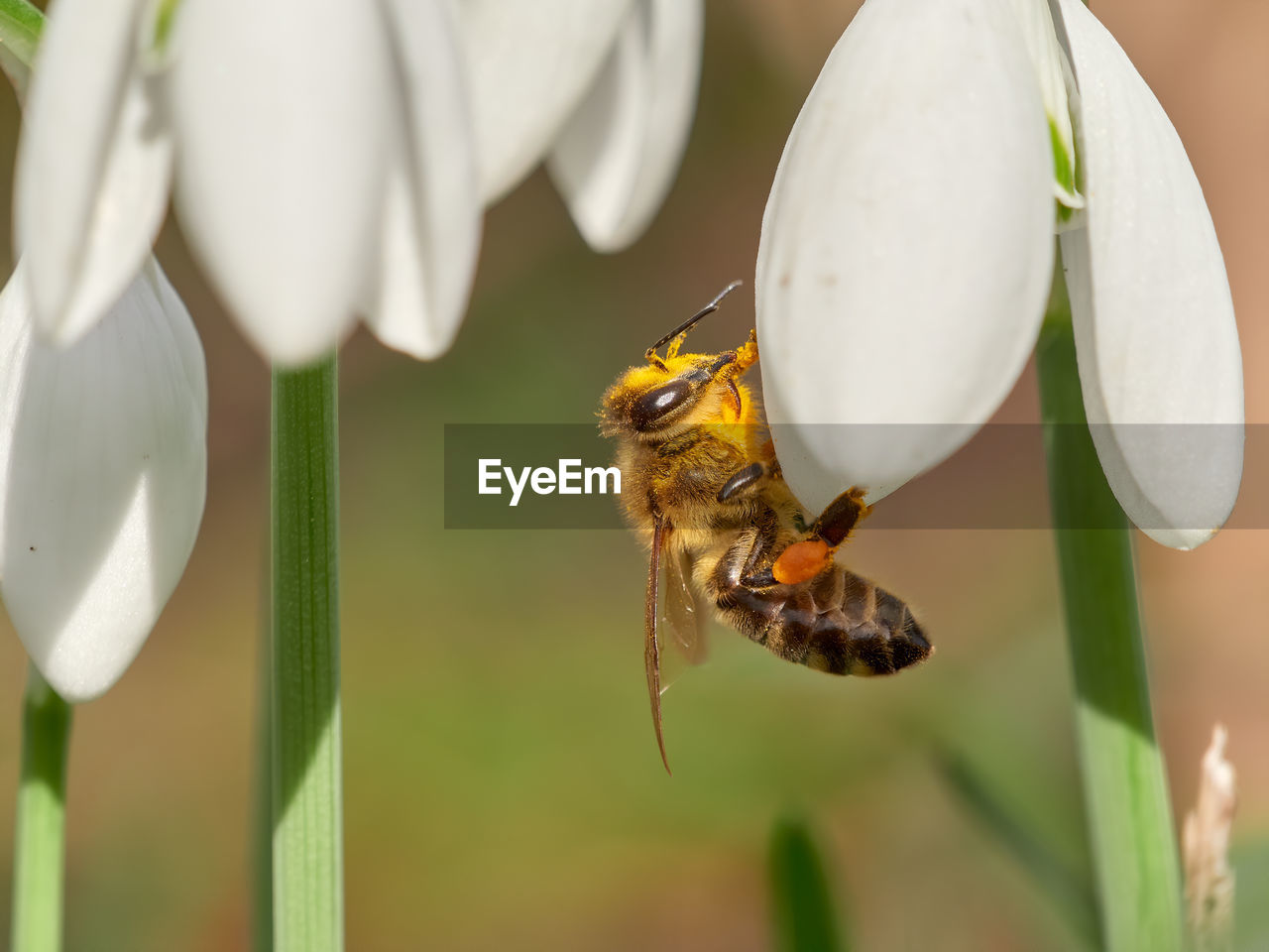 CLOSE-UP OF BEE ON FLOWER