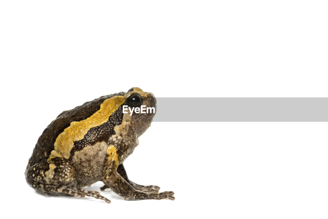 Close-up of frog over white background