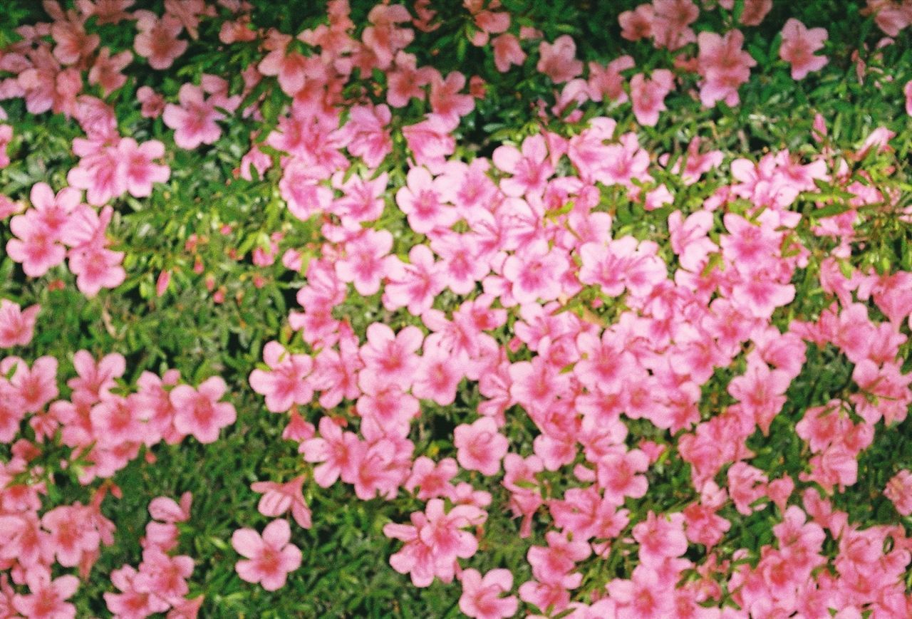 FULL FRAME SHOT OF PINK FLOWERS BLOOMING