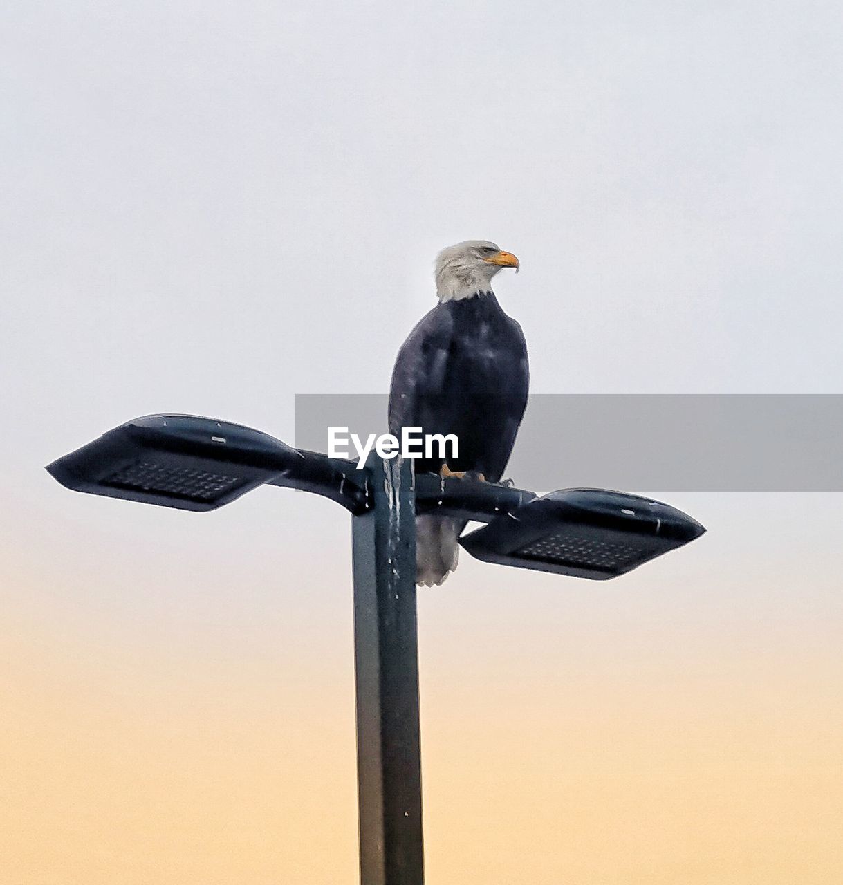 Eagle sitting on light post in delta, british columbia
