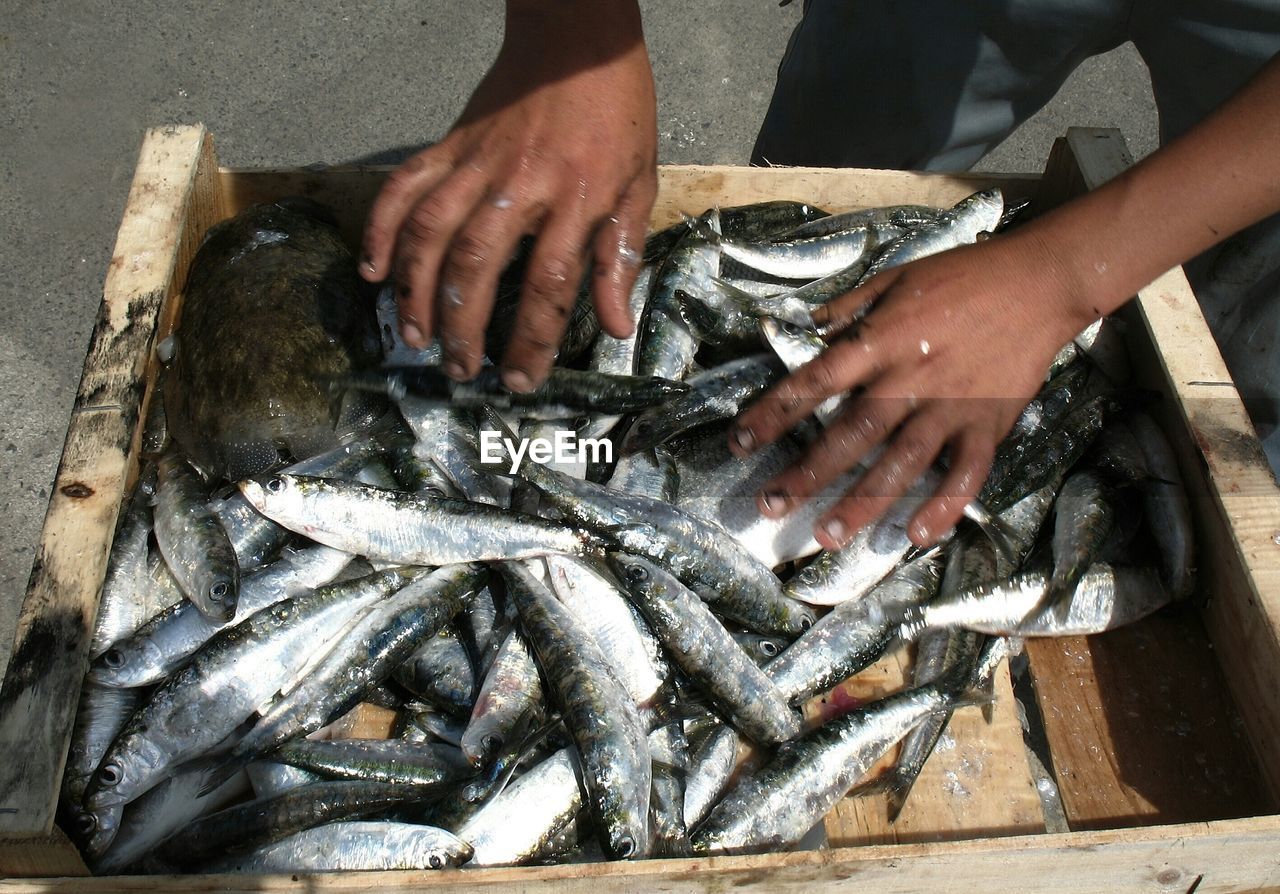 Cropped man hands over frozen sardines in crate