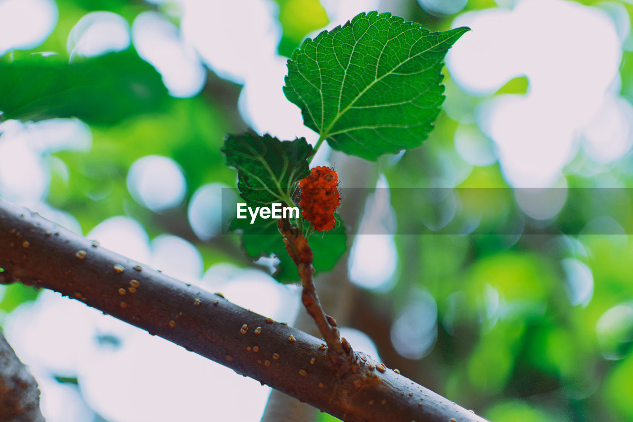 Close-up of berries on tree