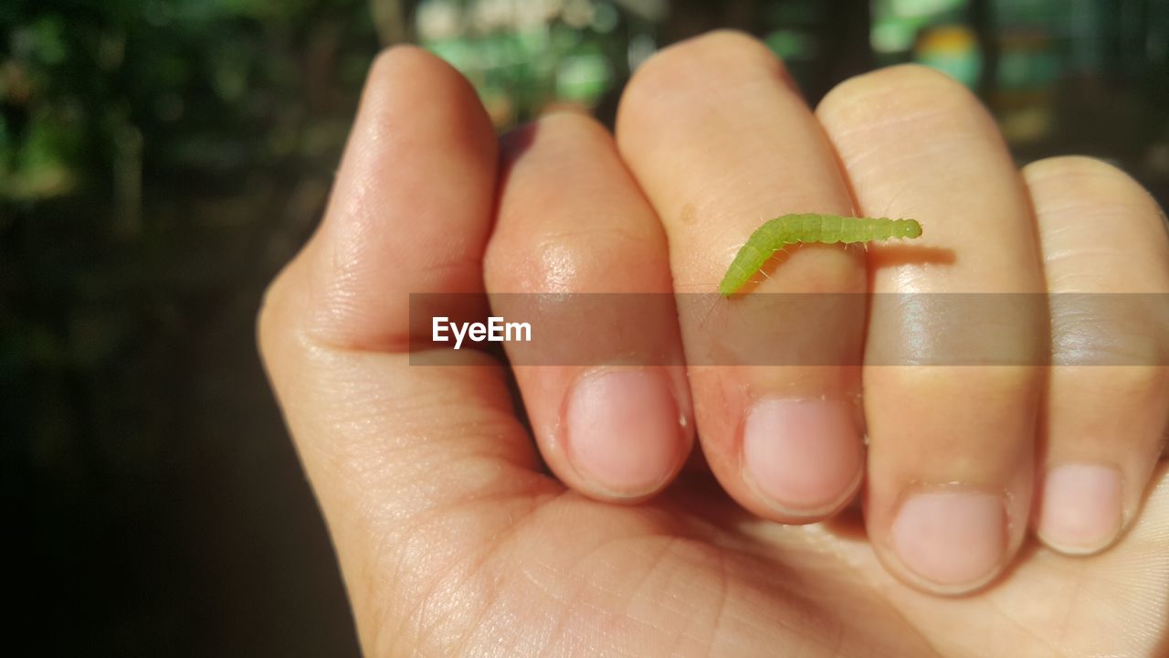 Cropped image of person holding leaf