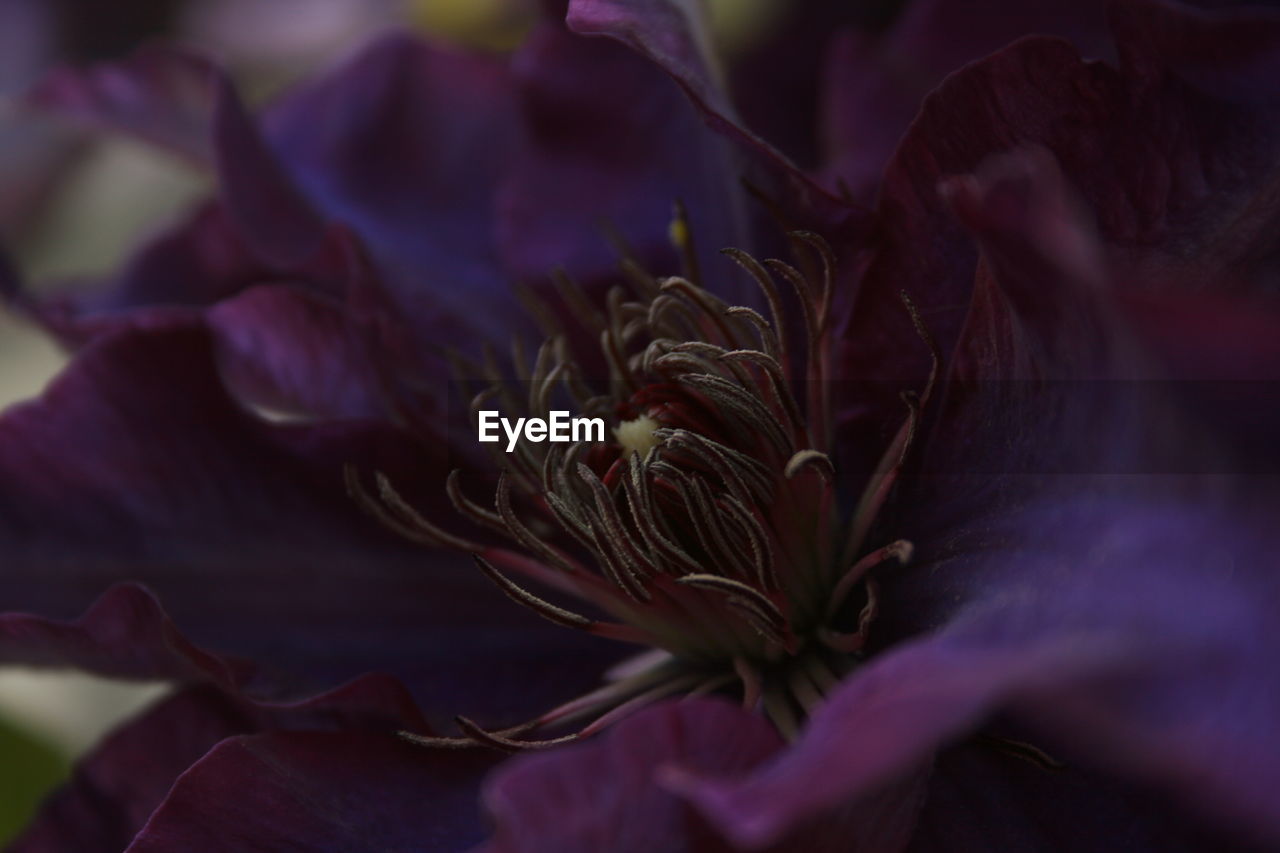 Macro shot of purple flower