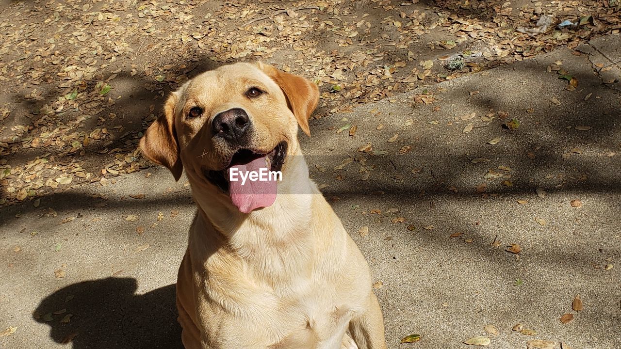 PORTRAIT OF A DOG ON THE GROUND