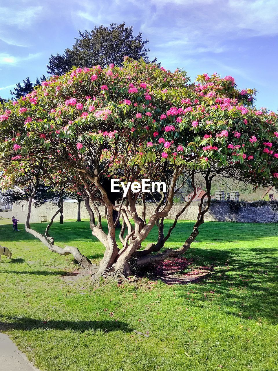 VIEW OF FRESH FLOWER TREE IN FIELD