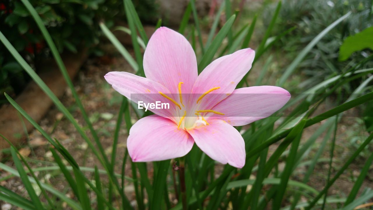 CLOSE-UP OF PINK FLOWER