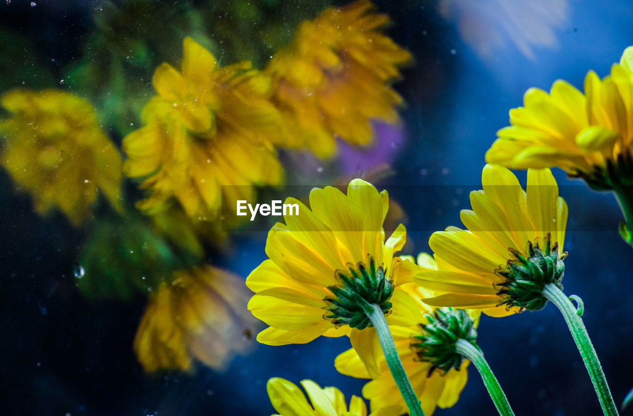 CLOSE-UP OF YELLOW FLOWERING PLANT AGAINST WATER