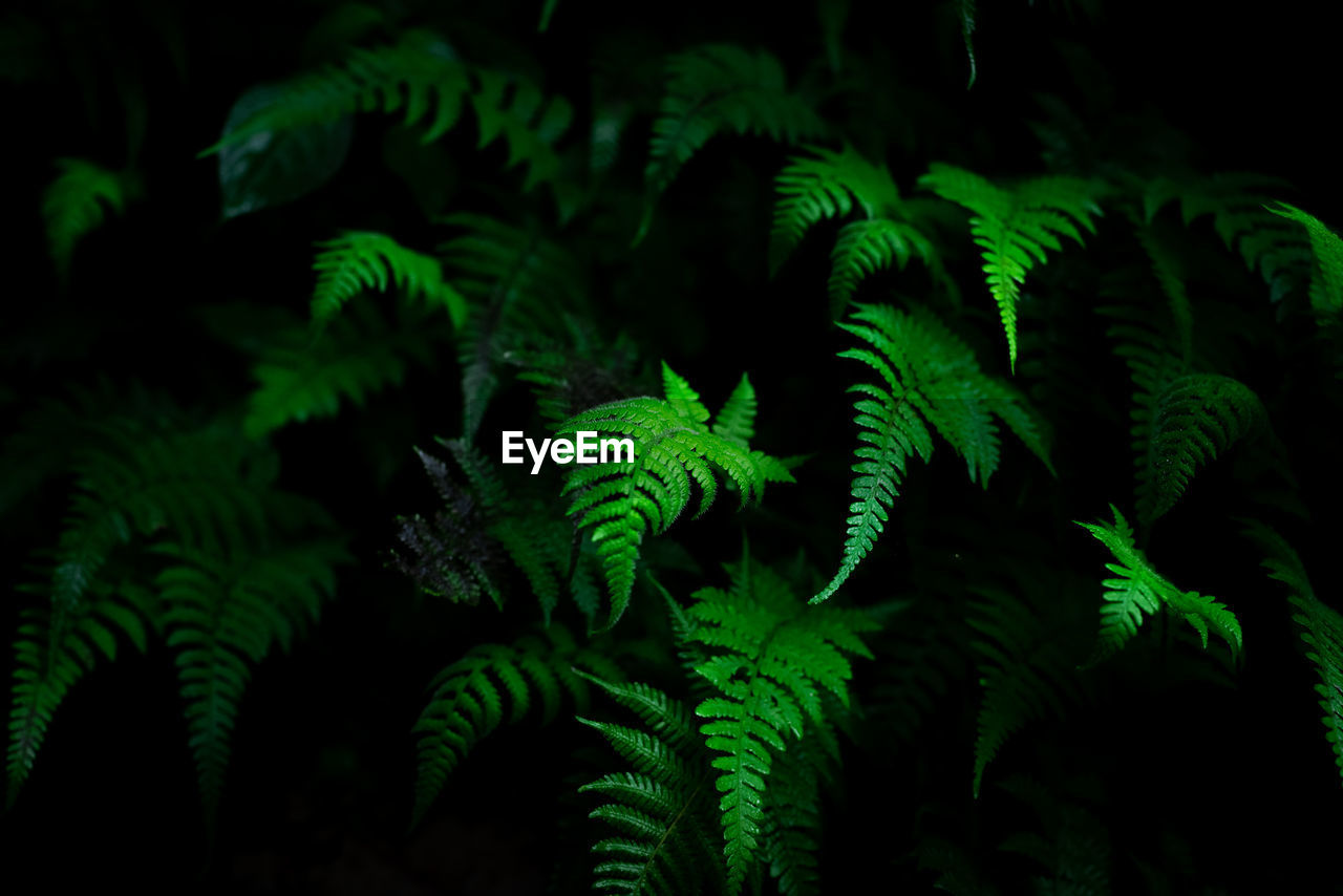 green, ferns and horsetails, fern, plant, growth, leaf, jungle, nature, plant part, beauty in nature, no people, forest, vegetation, night, close-up, darkness, tree, rainforest, outdoors, black background, foliage