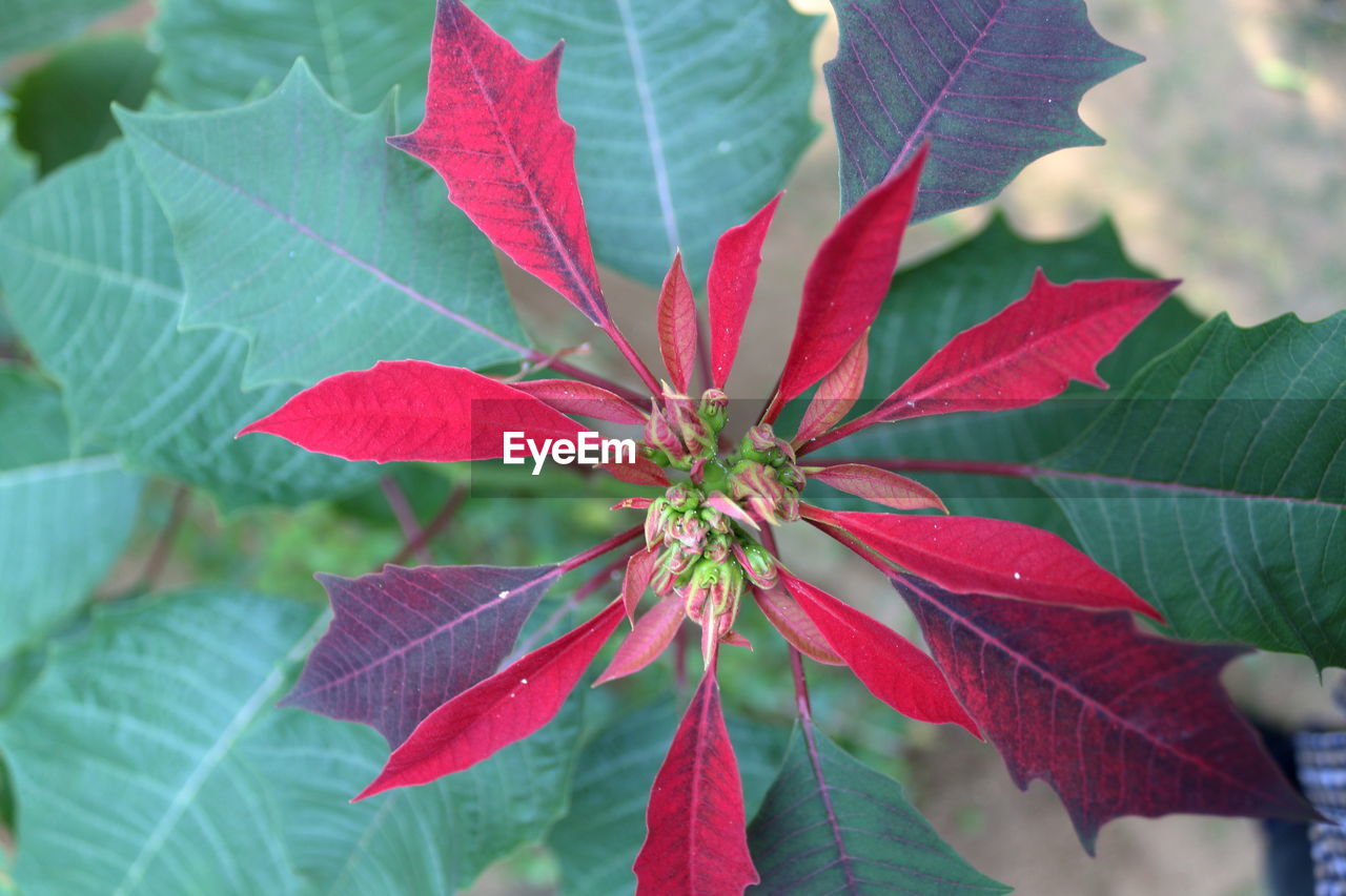 CLOSE-UP OF RED LEAVES OF PLANT