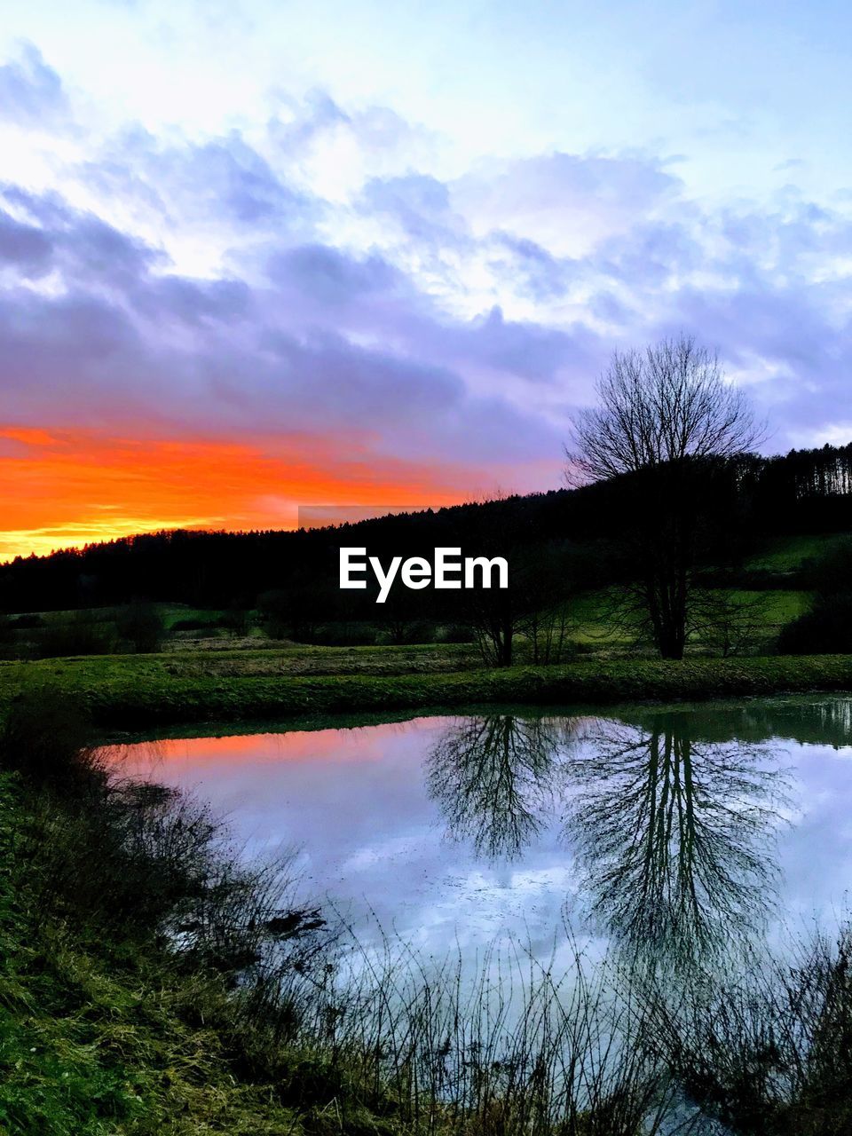 REFLECTION OF TREES IN WATER