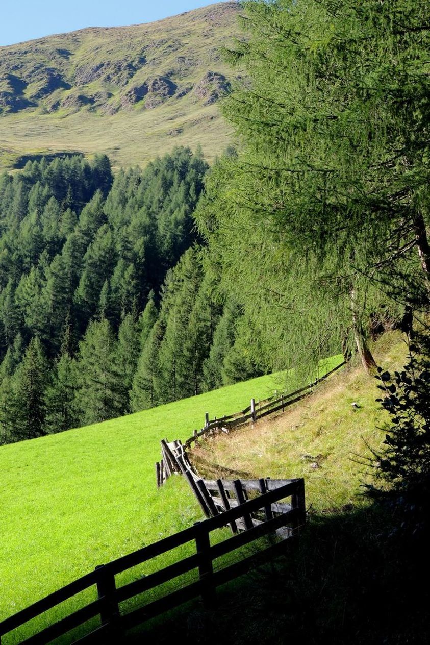 Scenic view of grassy field
