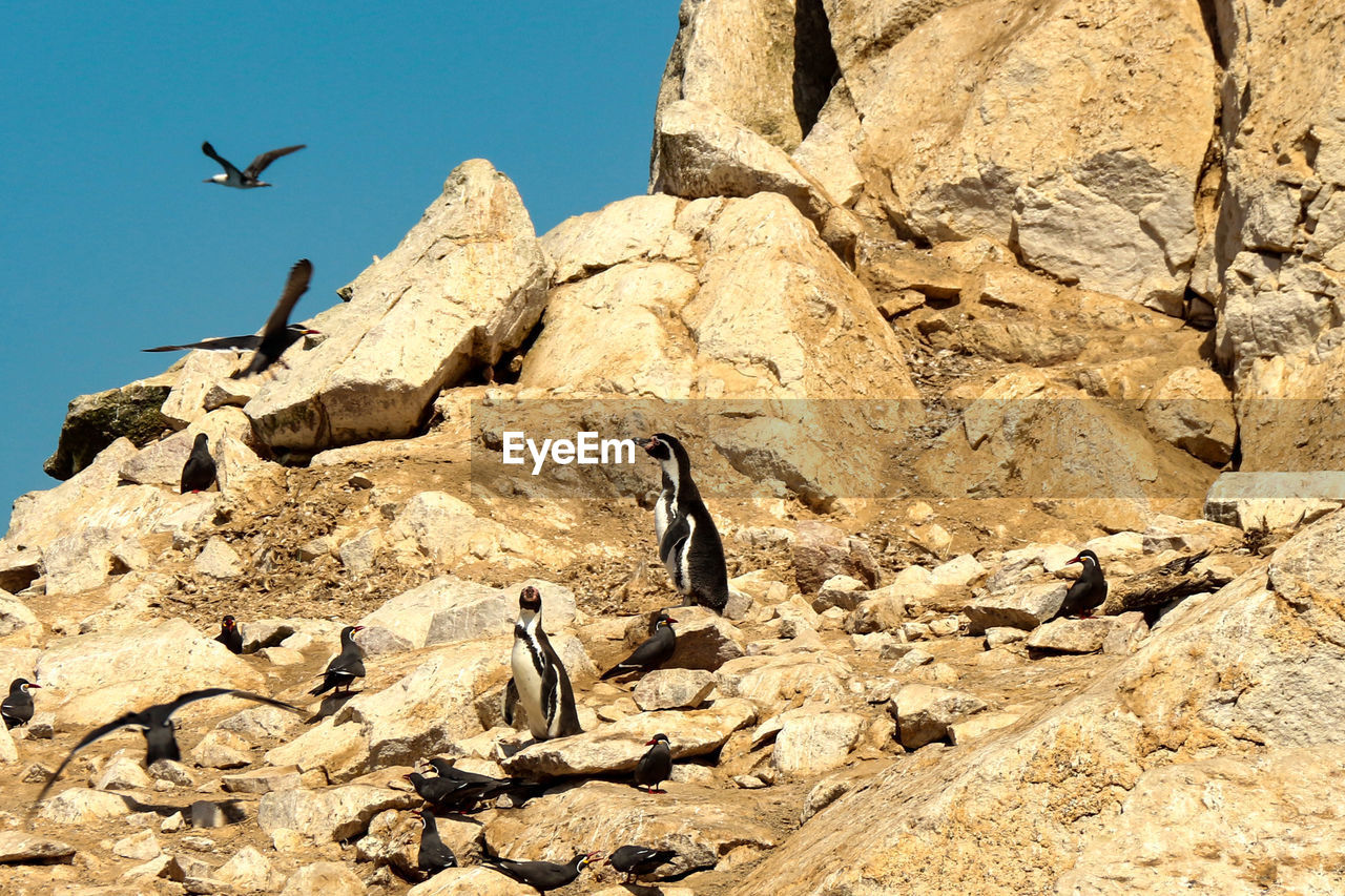 Birds colonies with penguins by ballestas island, national reserve park, paracas, peru