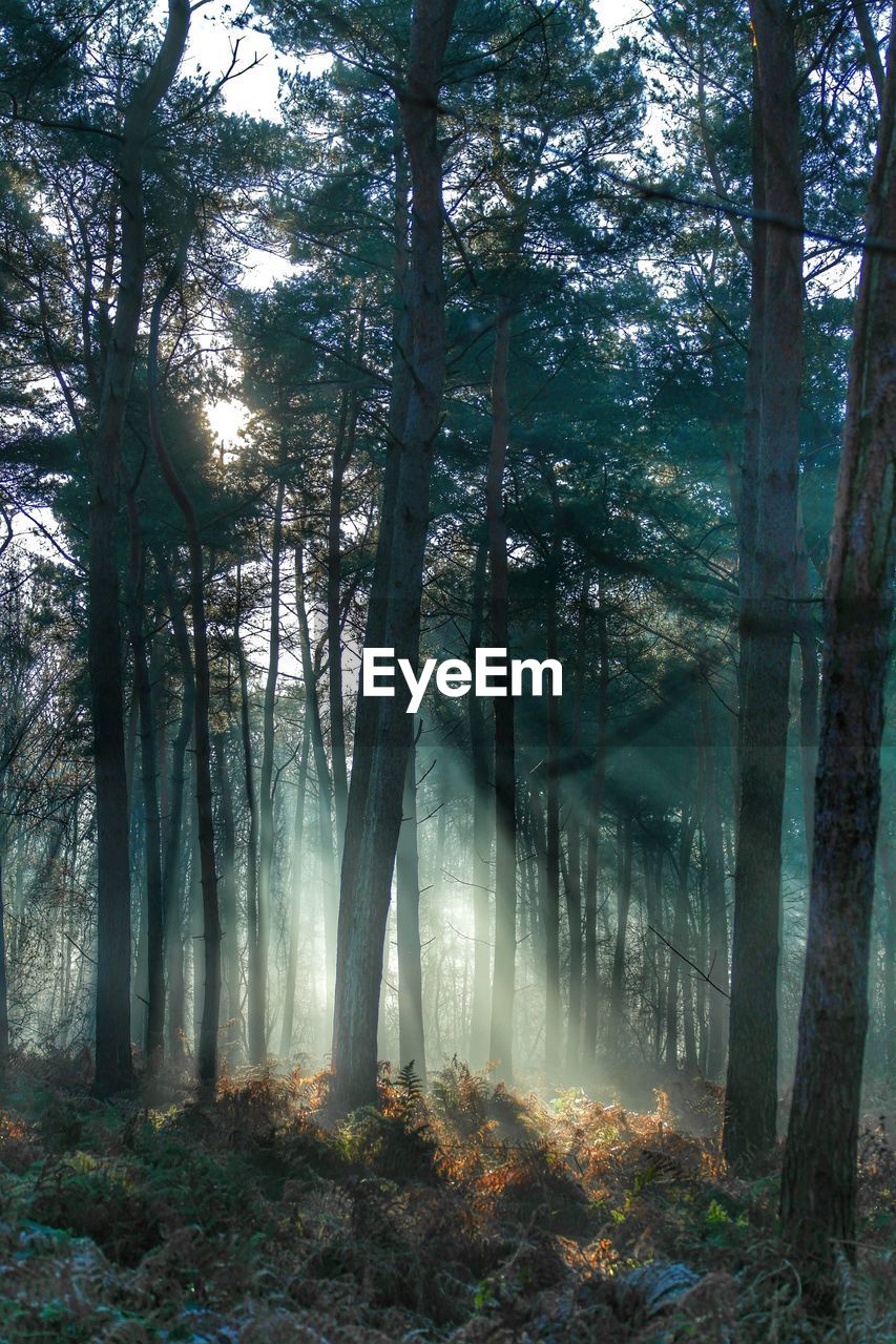 Trees in forest