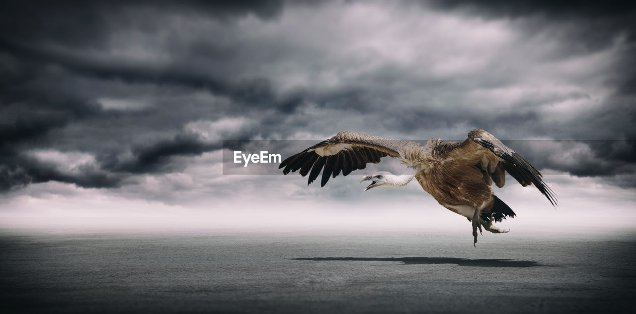 Panoramic view of vulture flying against stormy clouds over sea