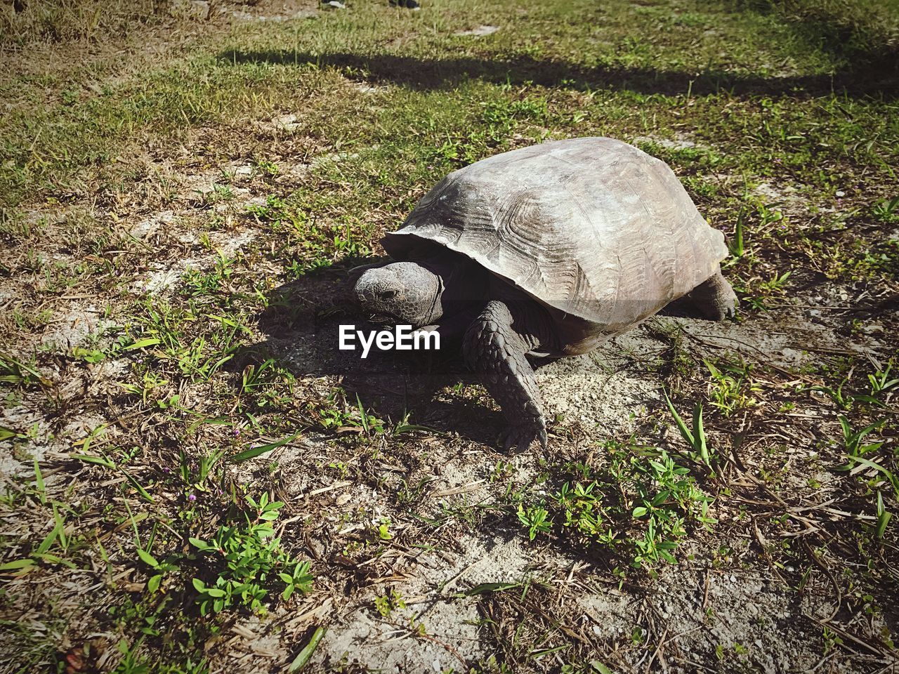 HIGH ANGLE VIEW OF TURTLE IN GRASS